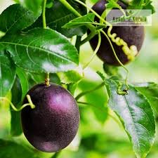 Passion Fruit M-571 (પેશન ફ્રૂટ એમ-571)